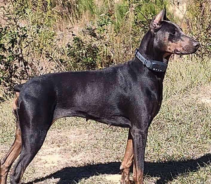 💙 AKC Reg Blue Doberman For Sale image 1