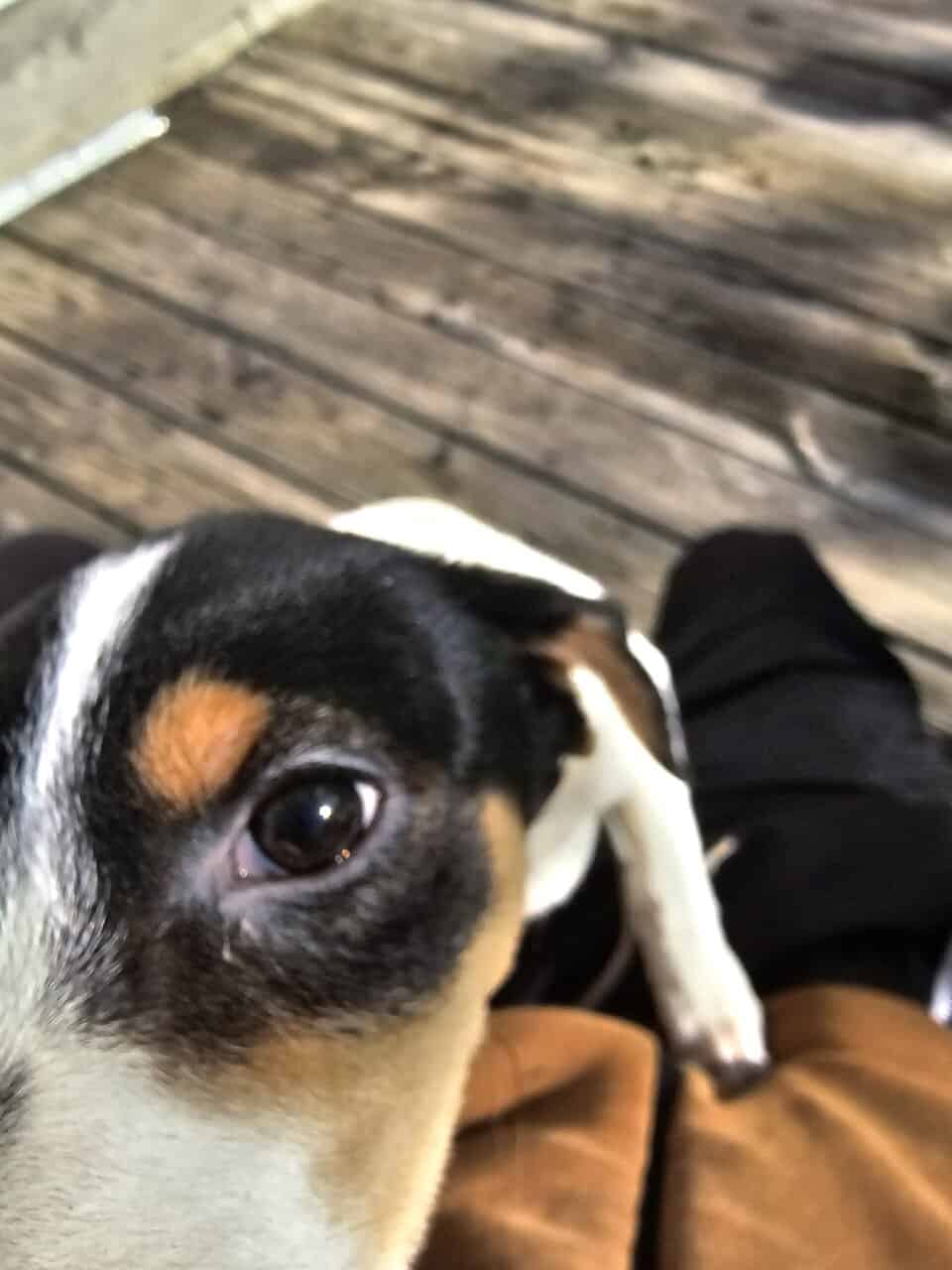 Selling My puppy image 1