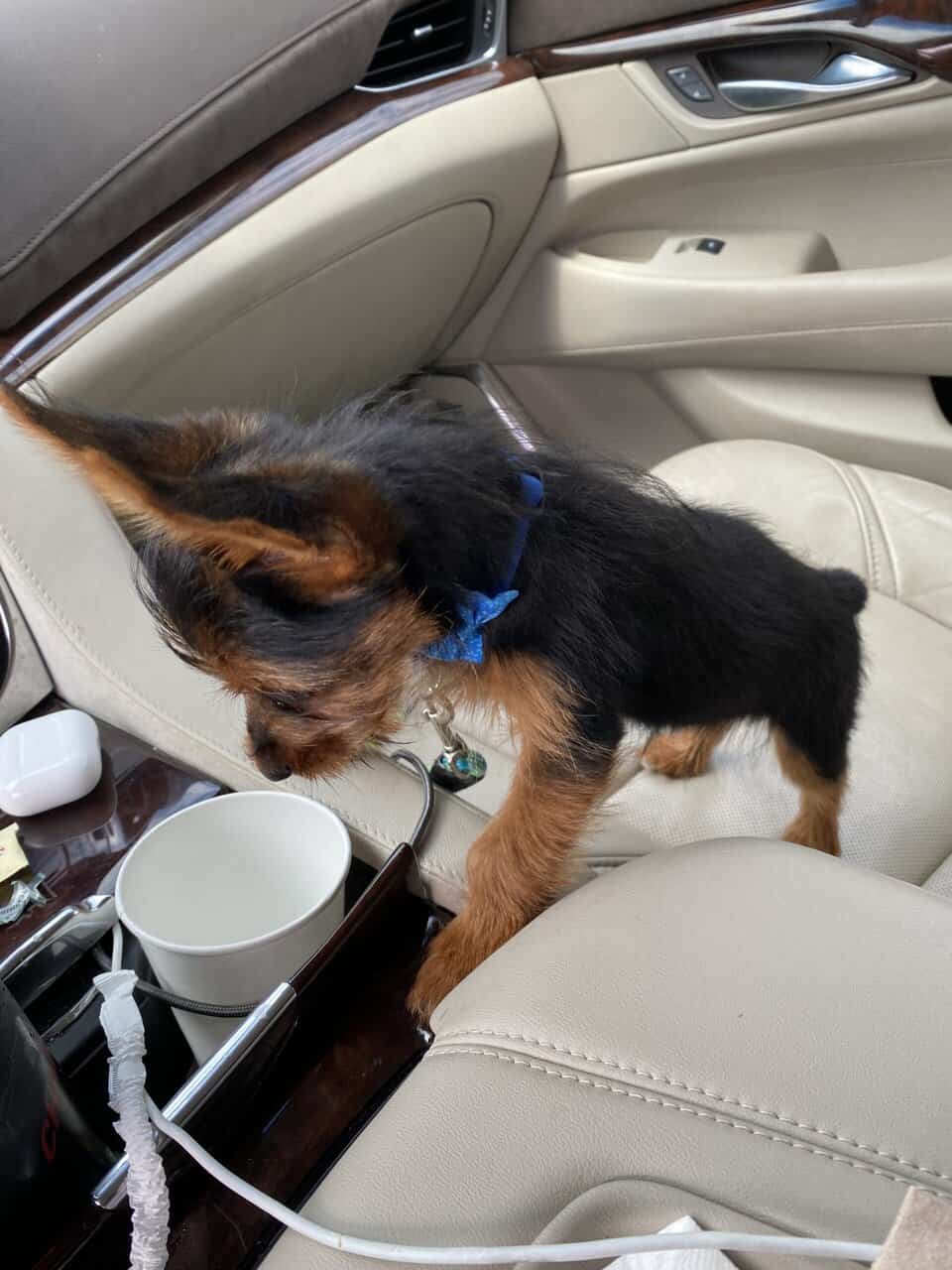 Registered Yorkie image 8