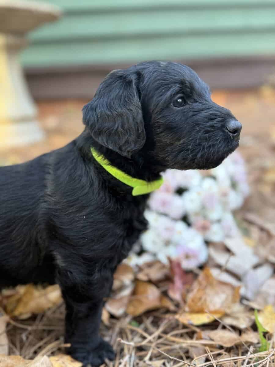 ONE LEFT: Adorable Goldendoodle/Labbe puppies image 4