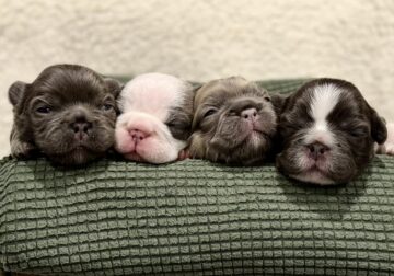 French Bulldog Puppies