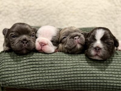 French Bulldog Puppies