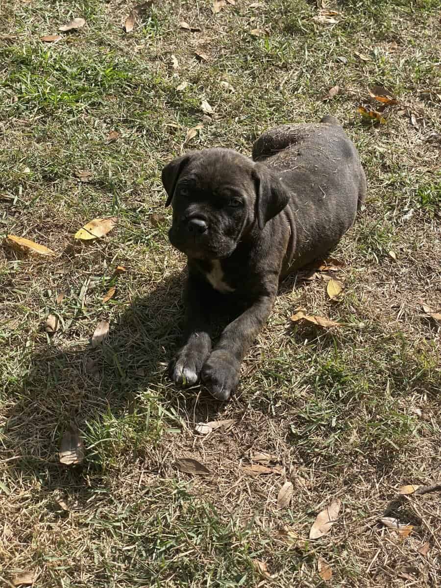 Cane Corso Puppies image 5