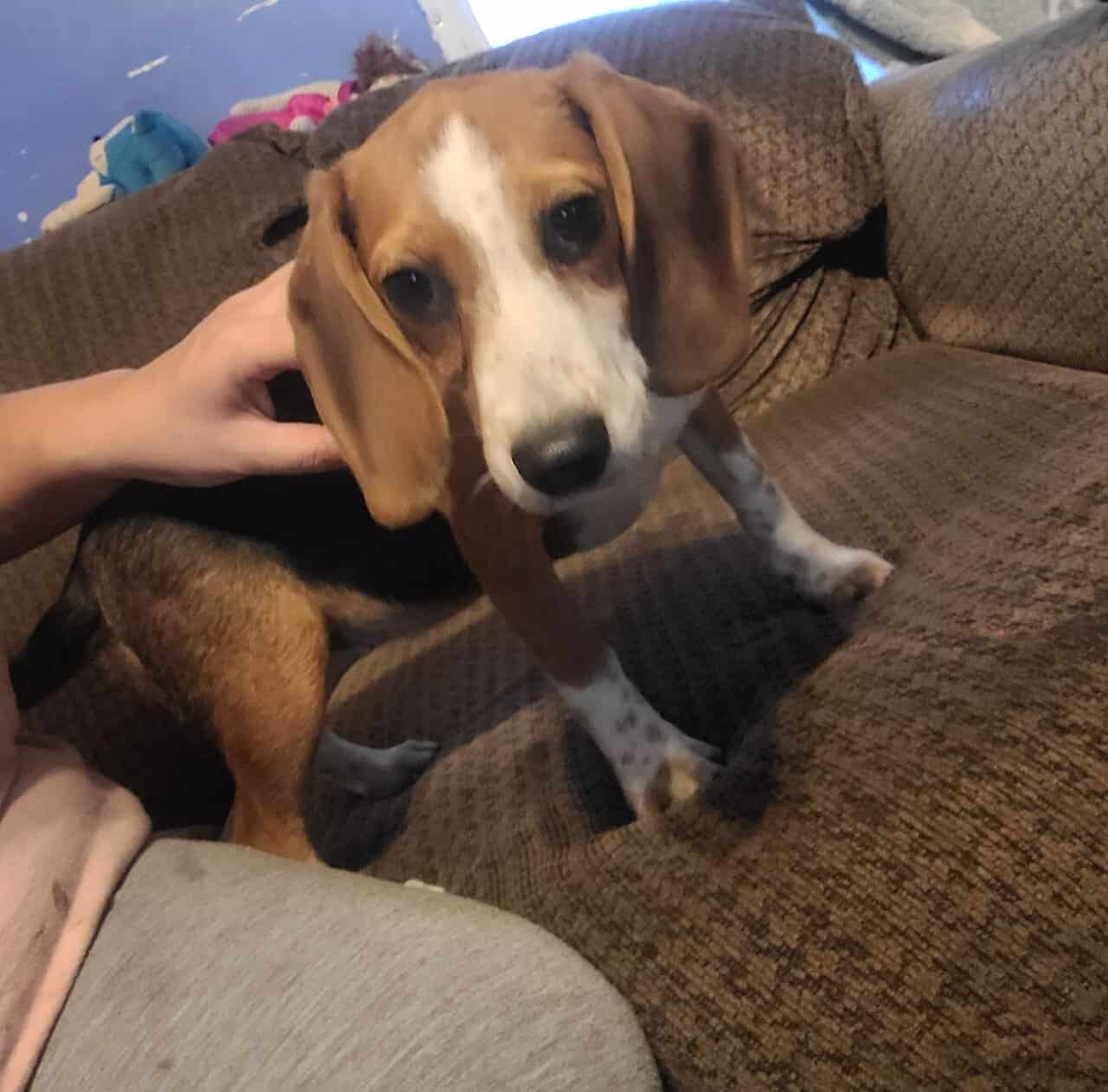 Beagle Little Boy image 1