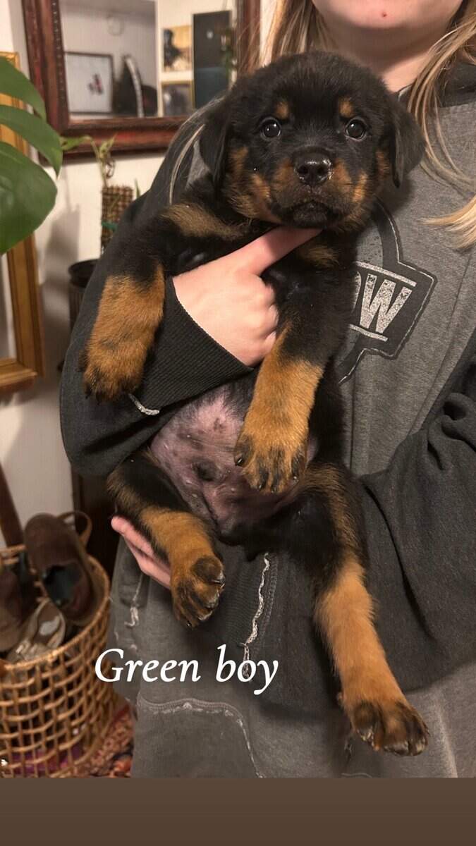 Rottweiler puppies image 6