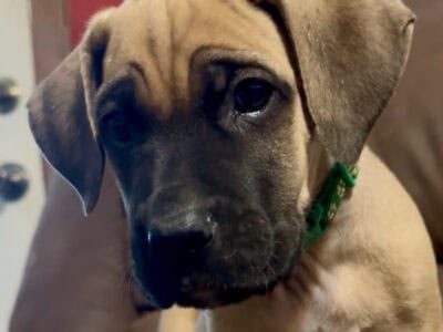 Dark Green Collar Fawn