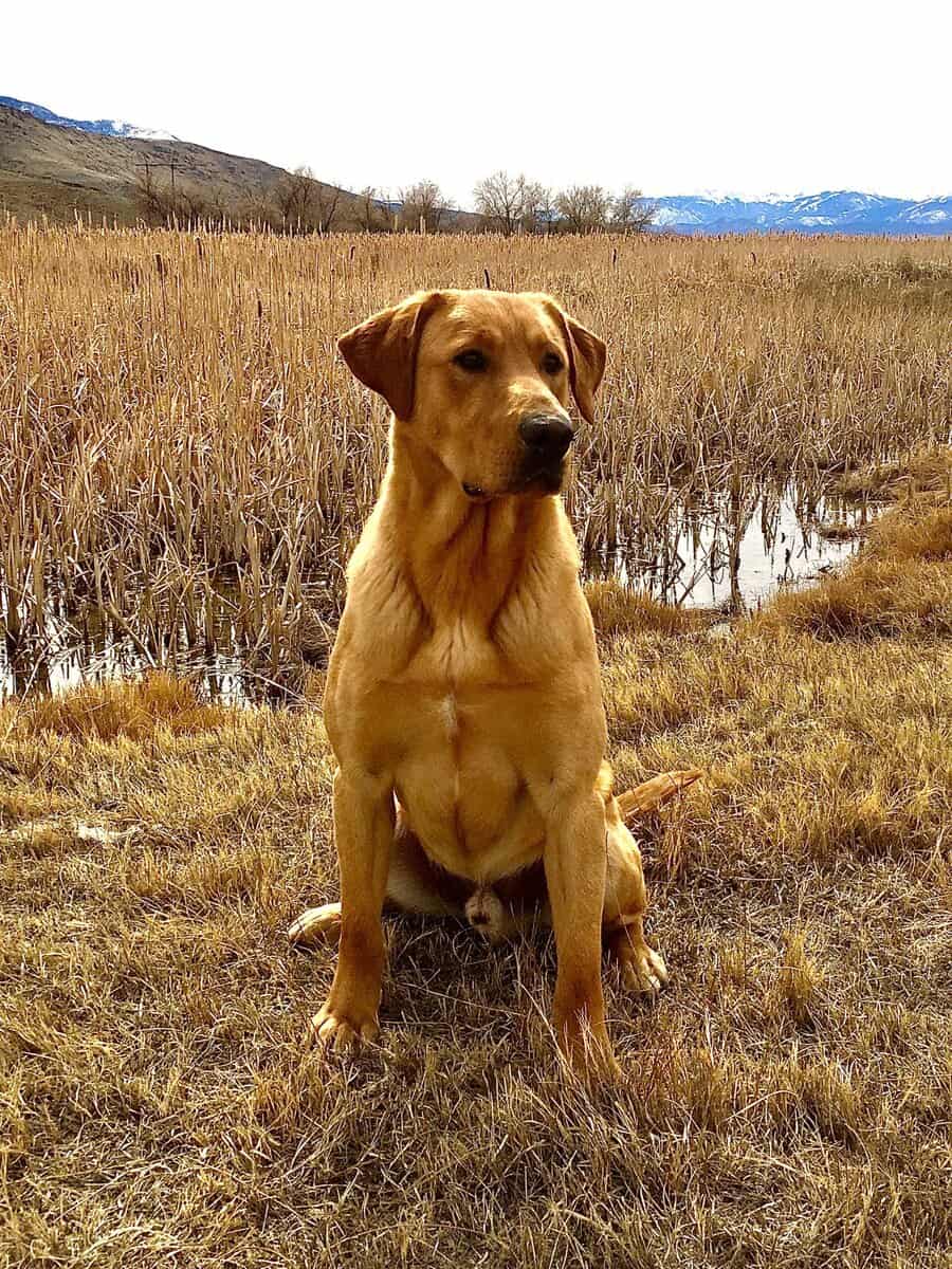 AKC Labrador puppies image 10