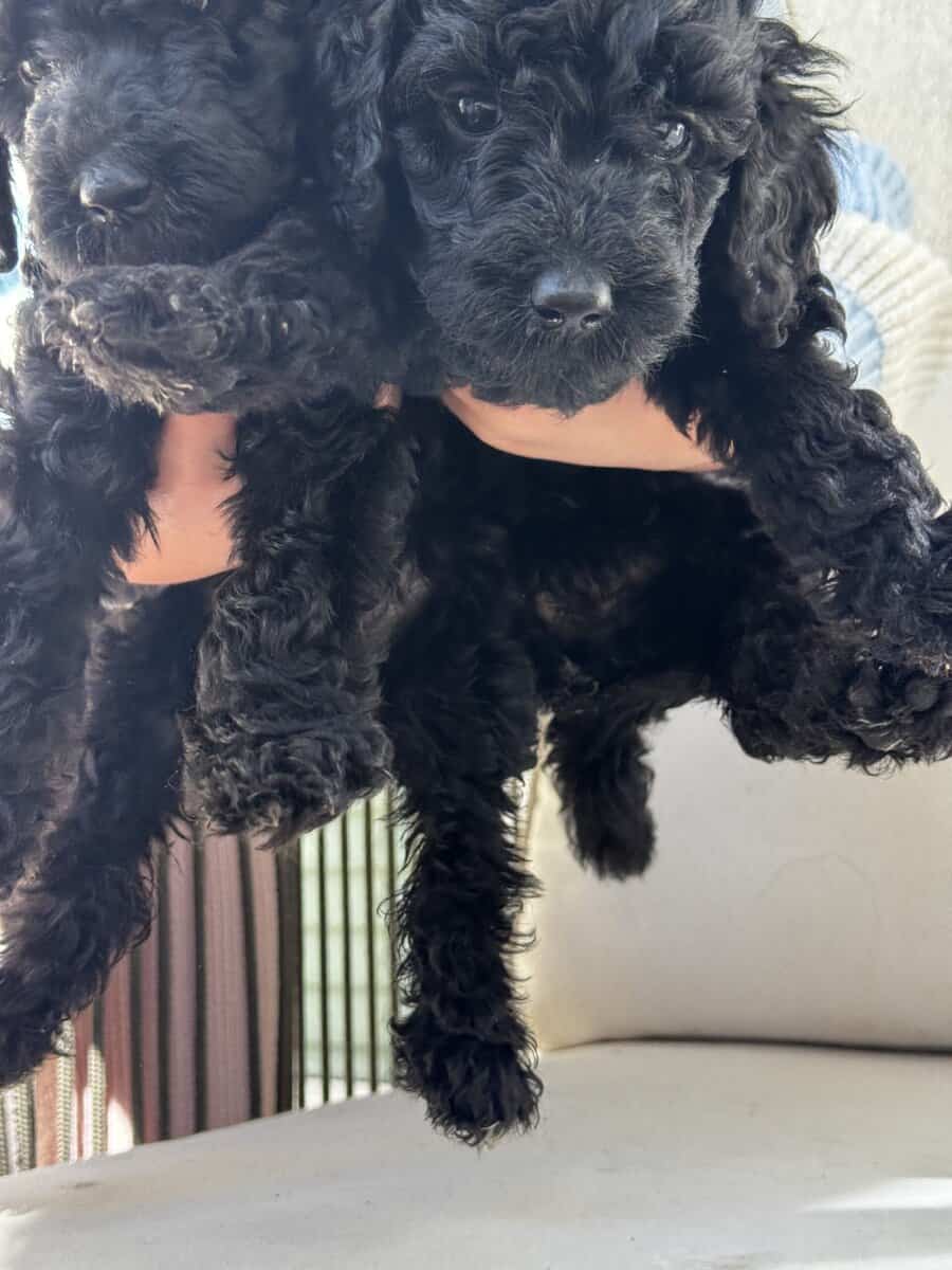 Standard Poodle Puppies – Family Raised – Ready image 13