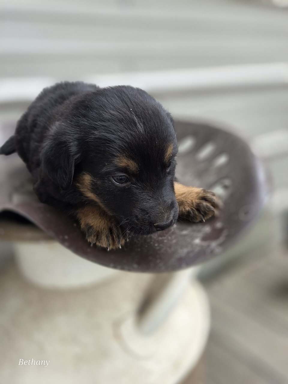 German Shepherd/Aussie X image 7