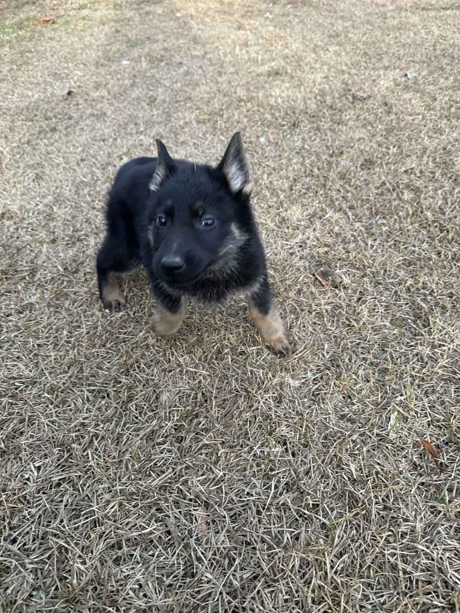 Still available - Purebred German Shepherd Puppies image 14