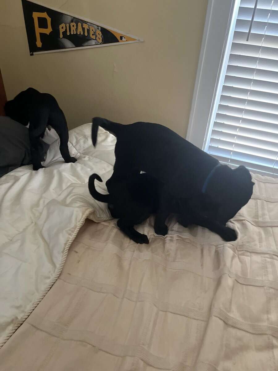 Mastador Puppies For Sale image 3