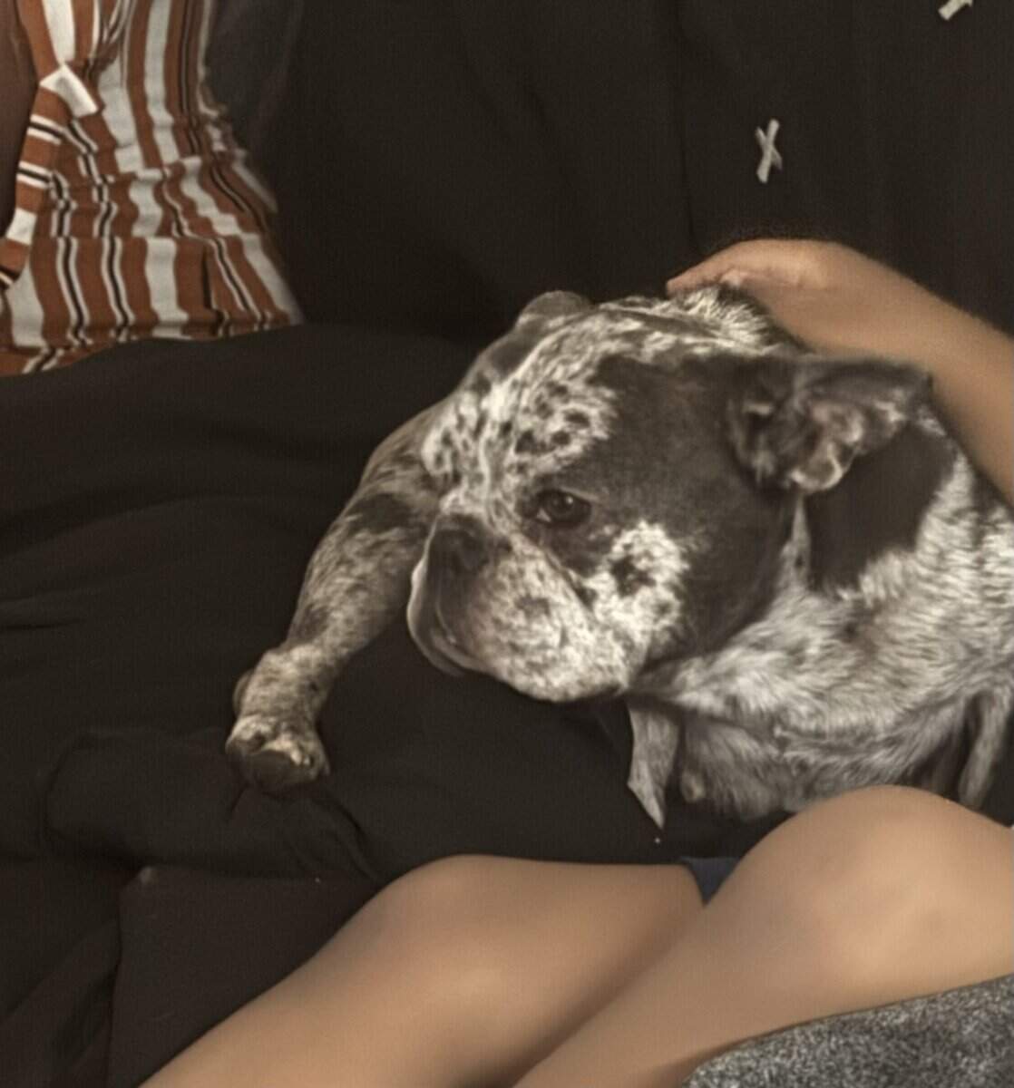 Beautiful frenchie looking for a forever home ‘ image 2