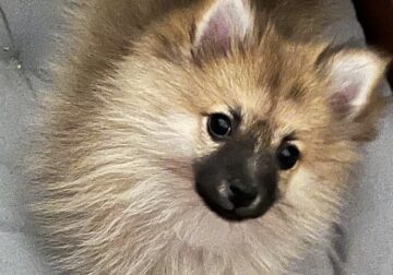 choice of 2 Pretty little girl Poms