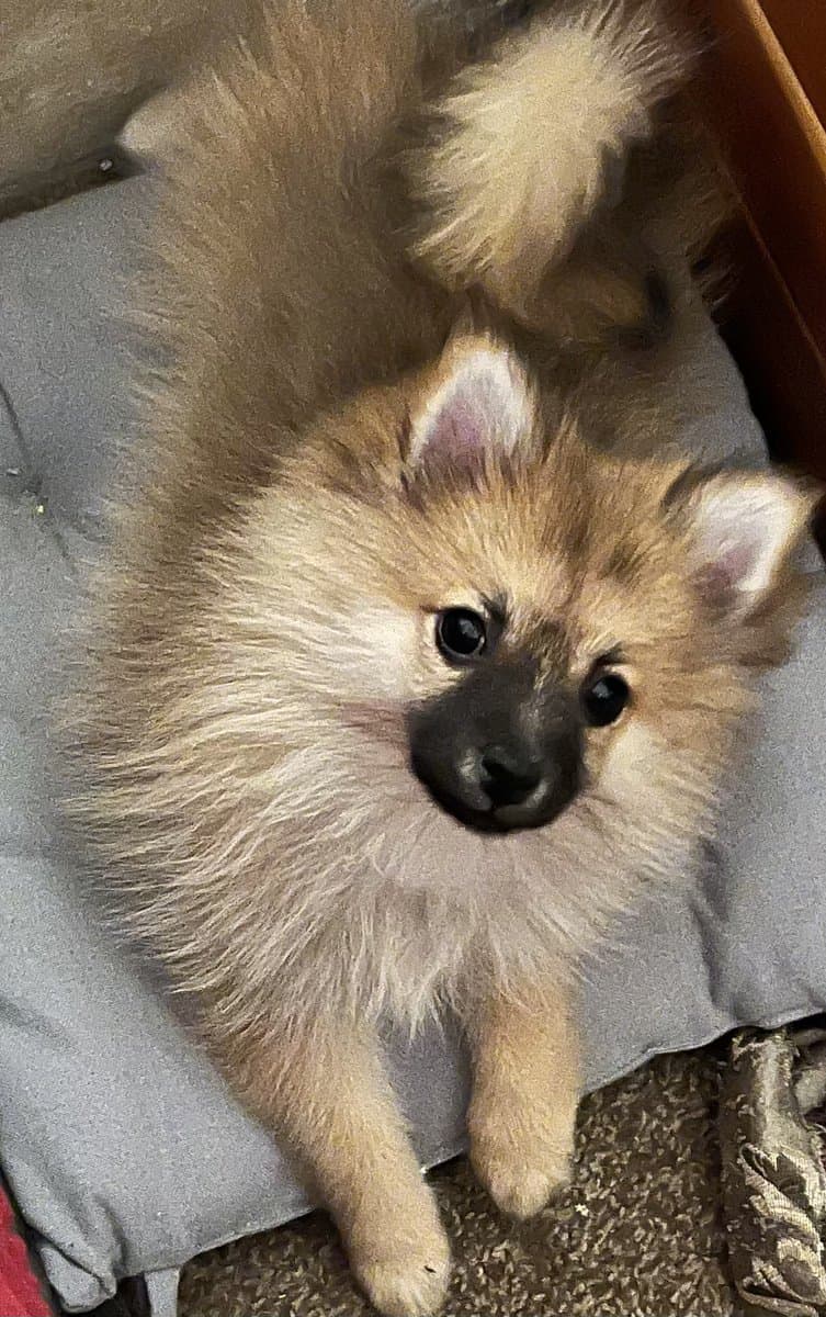 choice of 2 Pretty little girl Poms image 3