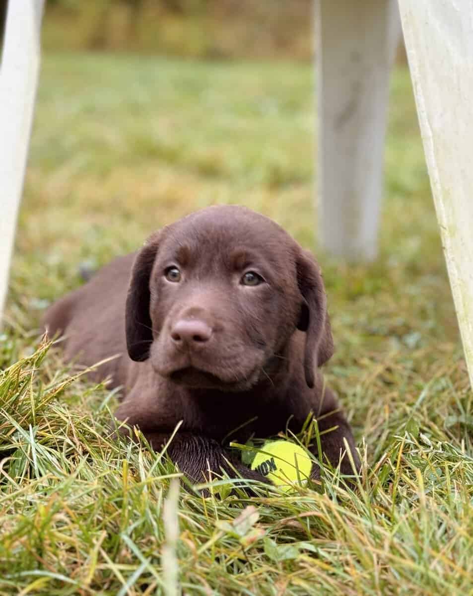 American Labrador Pups- Avail Dec 10 image 1