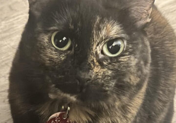 Rehome spayed female cat