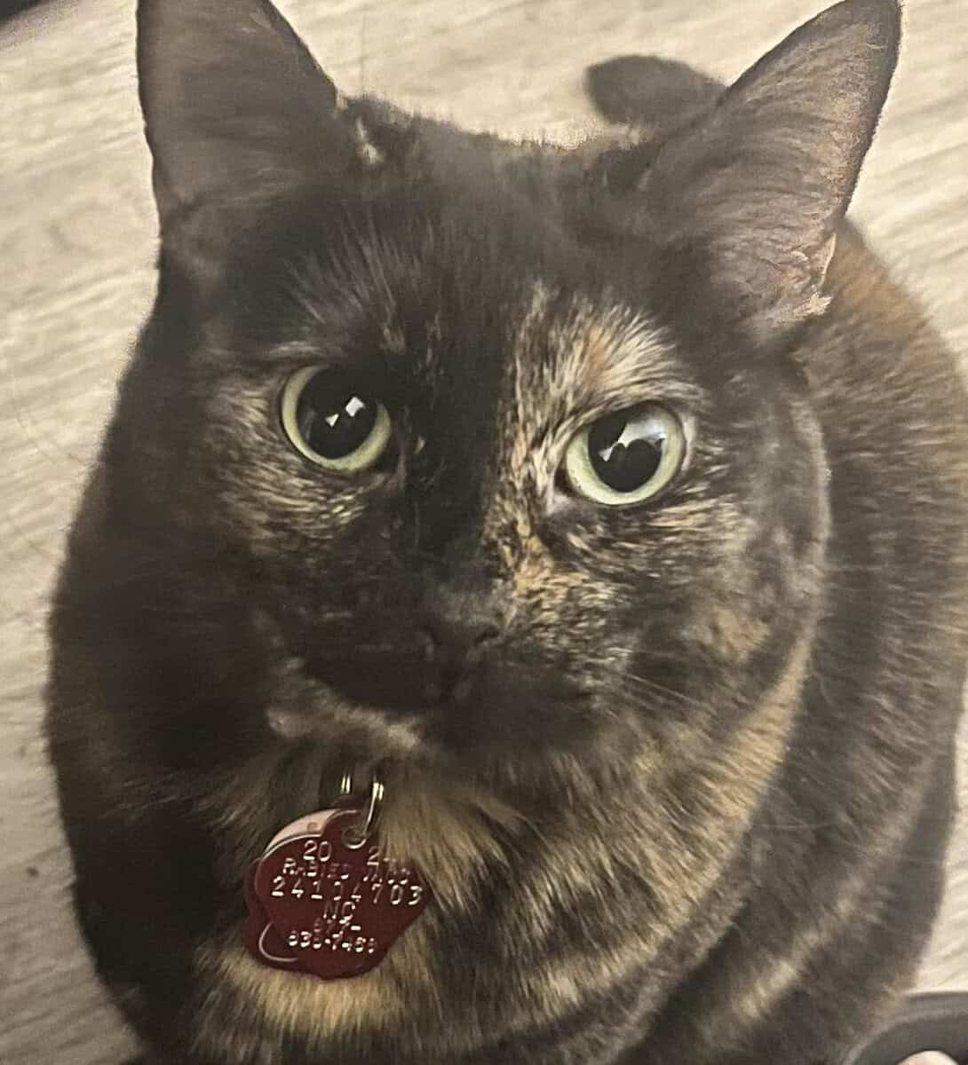 Rehome spayed female cat | PetClassifieds.com