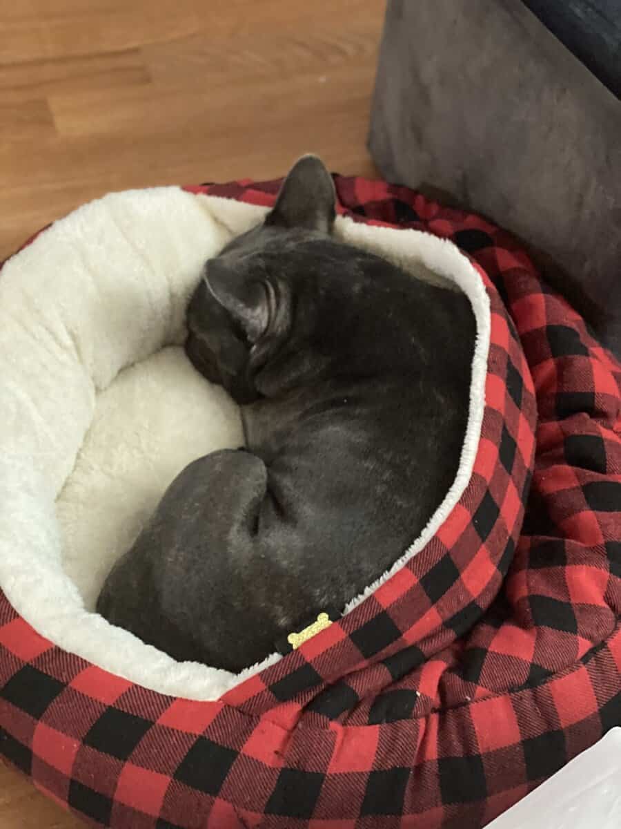 Female frenchie needs home image 2