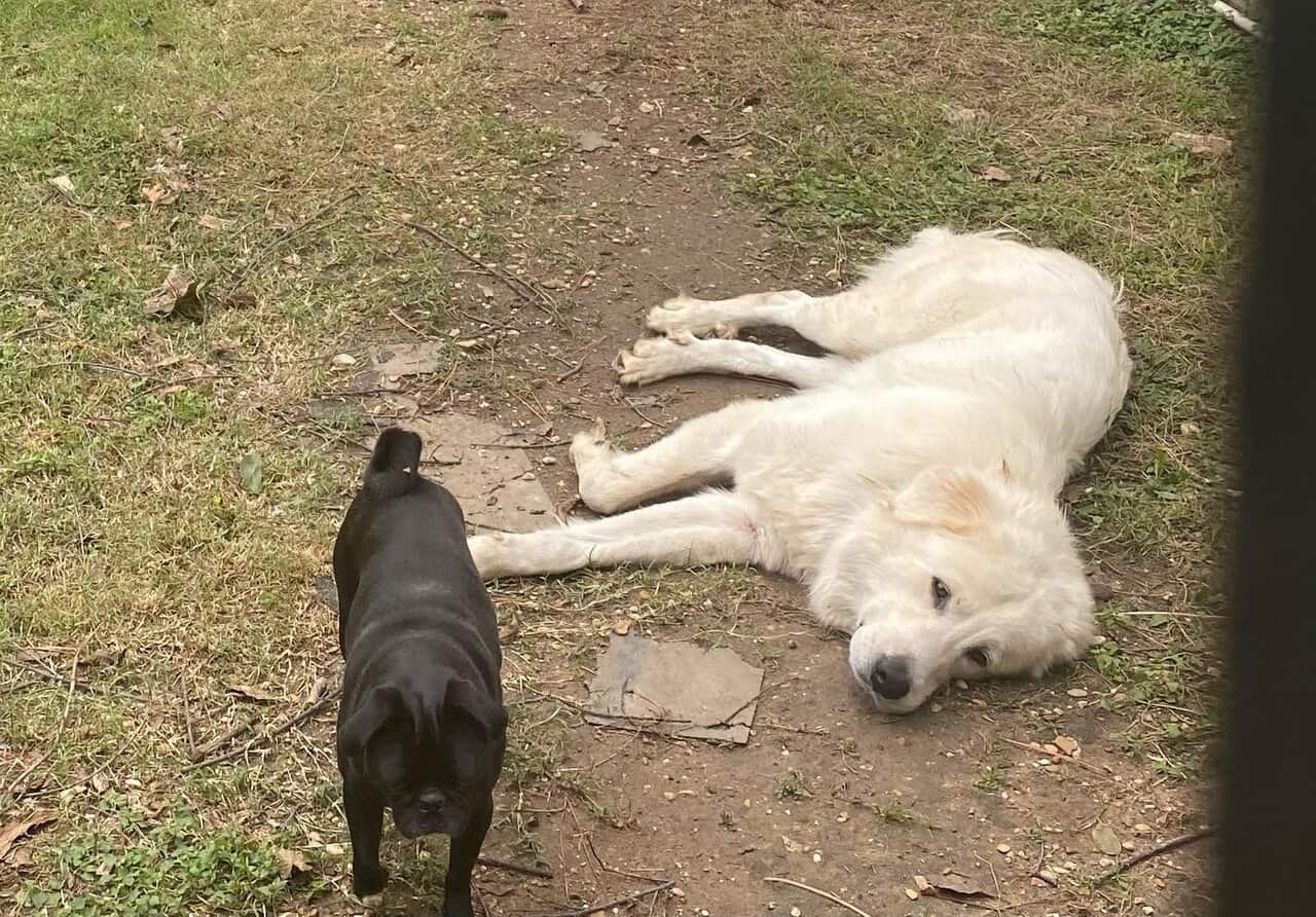 Rehoming loveable Full-Blooded Great Pyrenees image 2