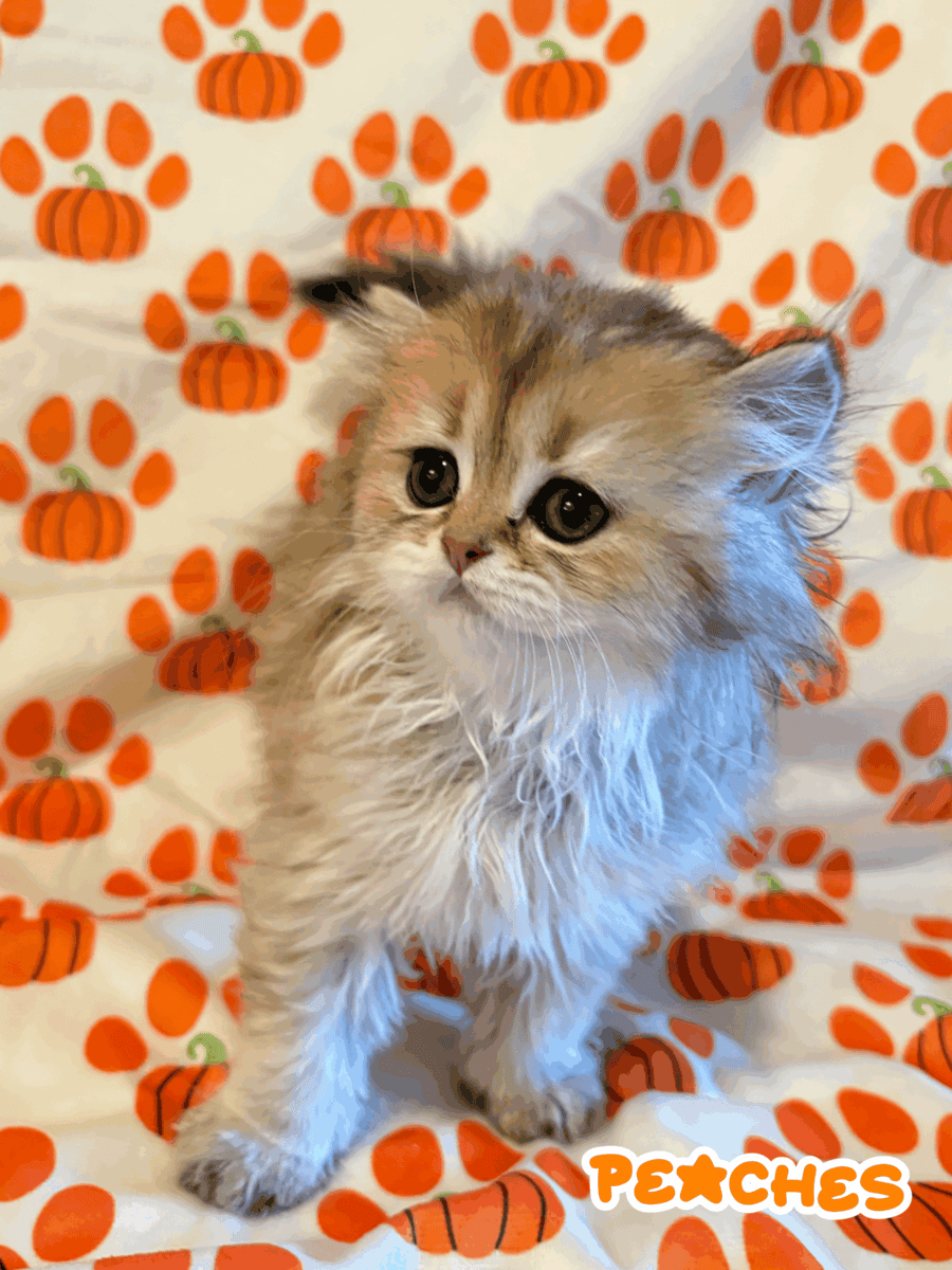 Persian Kittens For Rehoming!!! image 1