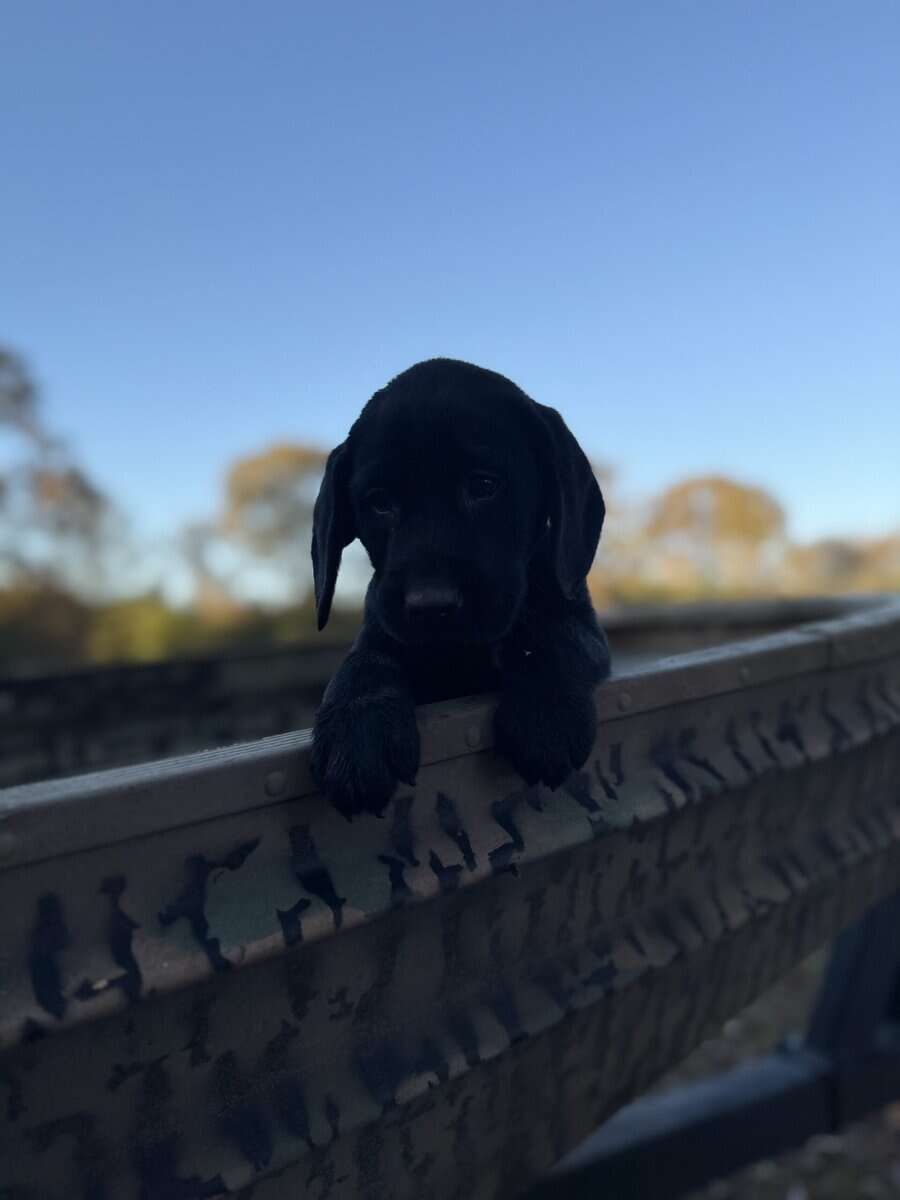 Akc labs image 3