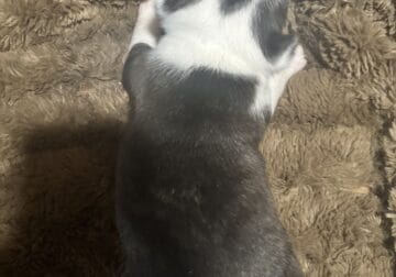 Puppies looking for their forever home