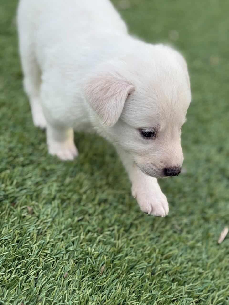 Great Pyrenees × Australian Shepherd × Lab Puppies image 5