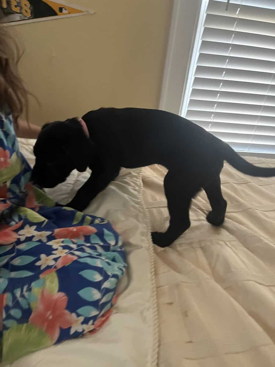 Mastador Puppies For Sale image 7