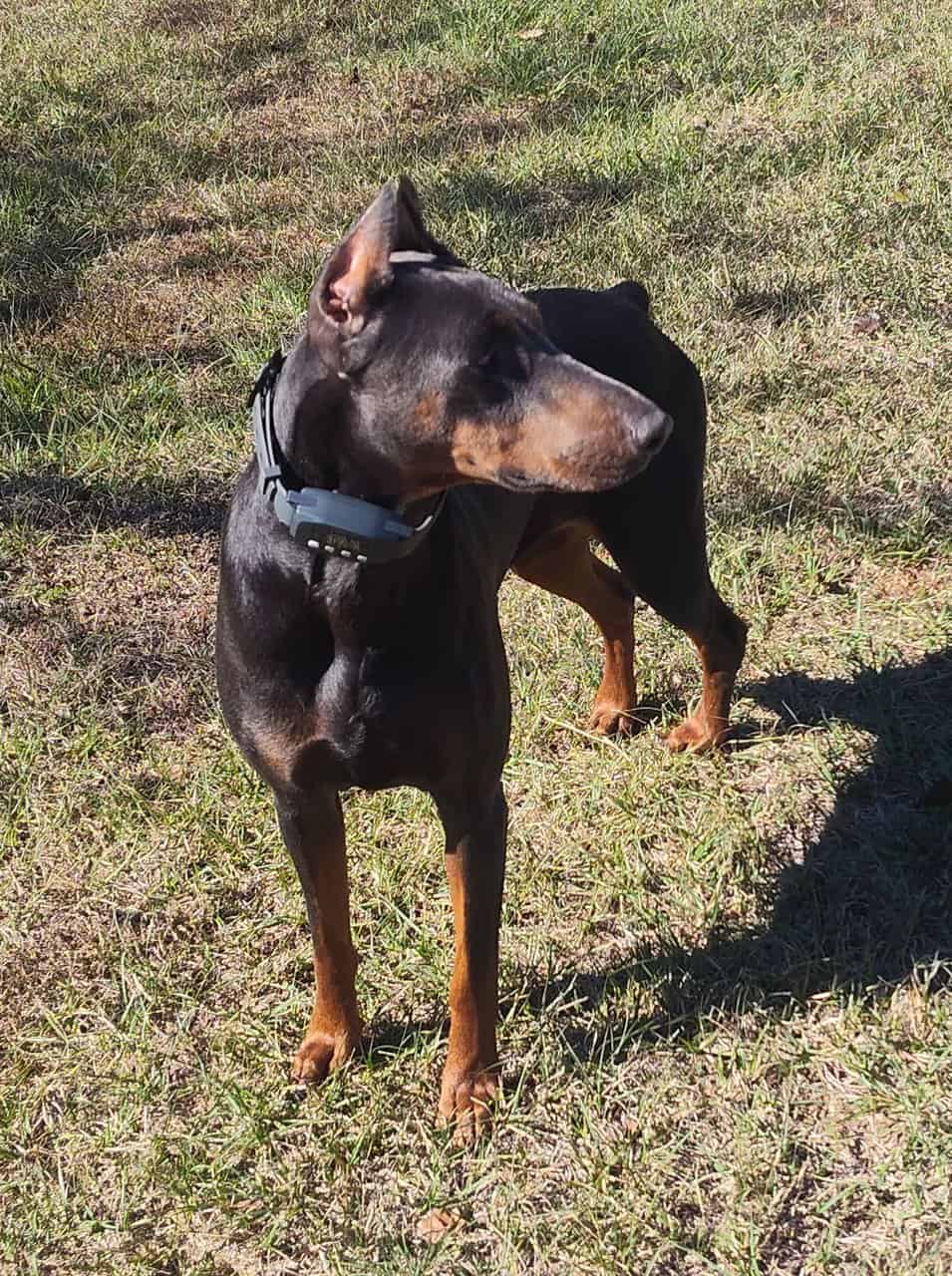 💙 AKC Reg Blue Doberman For Sale image 2