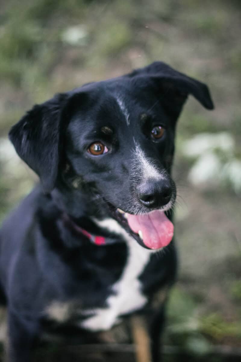 Australian Shepheard Mix image 1