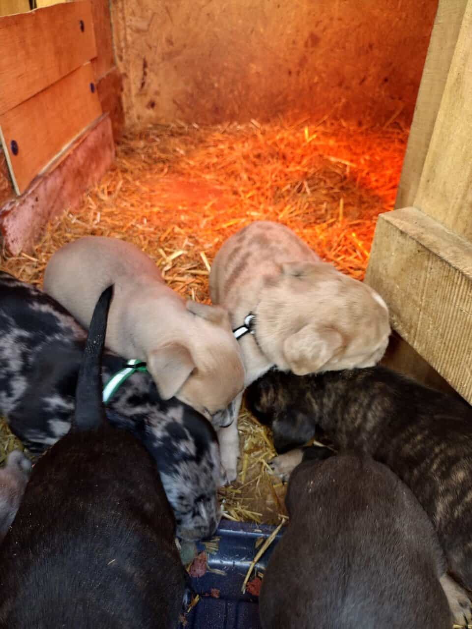 Ameeican bully pups image 1