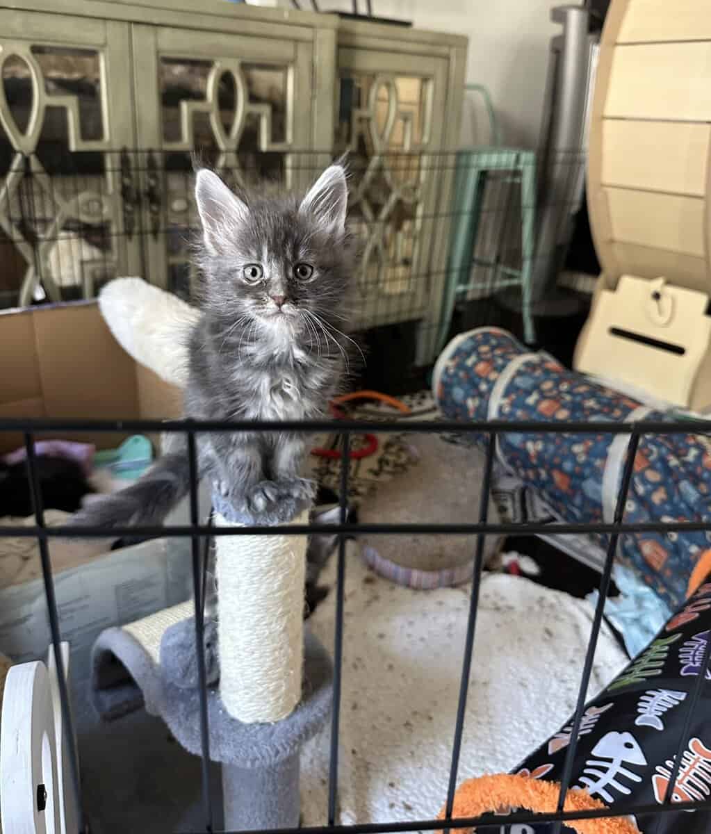 Mainecoons image 6