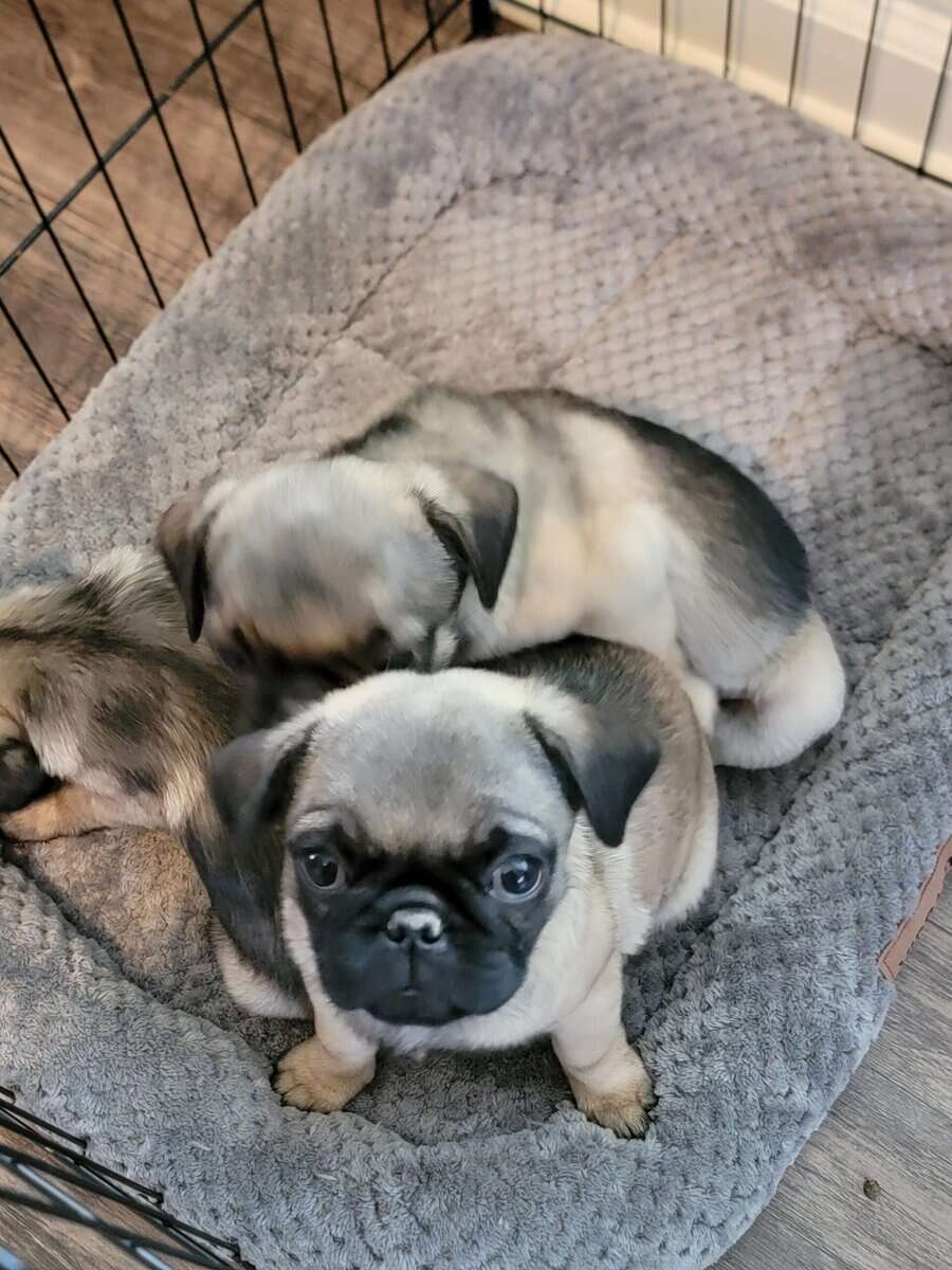 Pug Puppies for Sale image 2