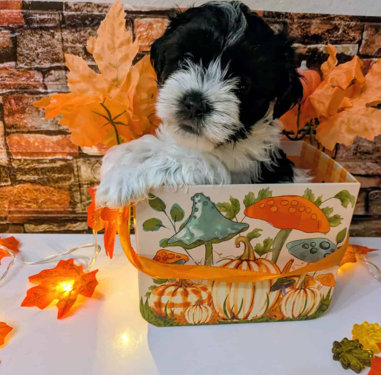 Maltipoo Puppies , Ready to Go image 8