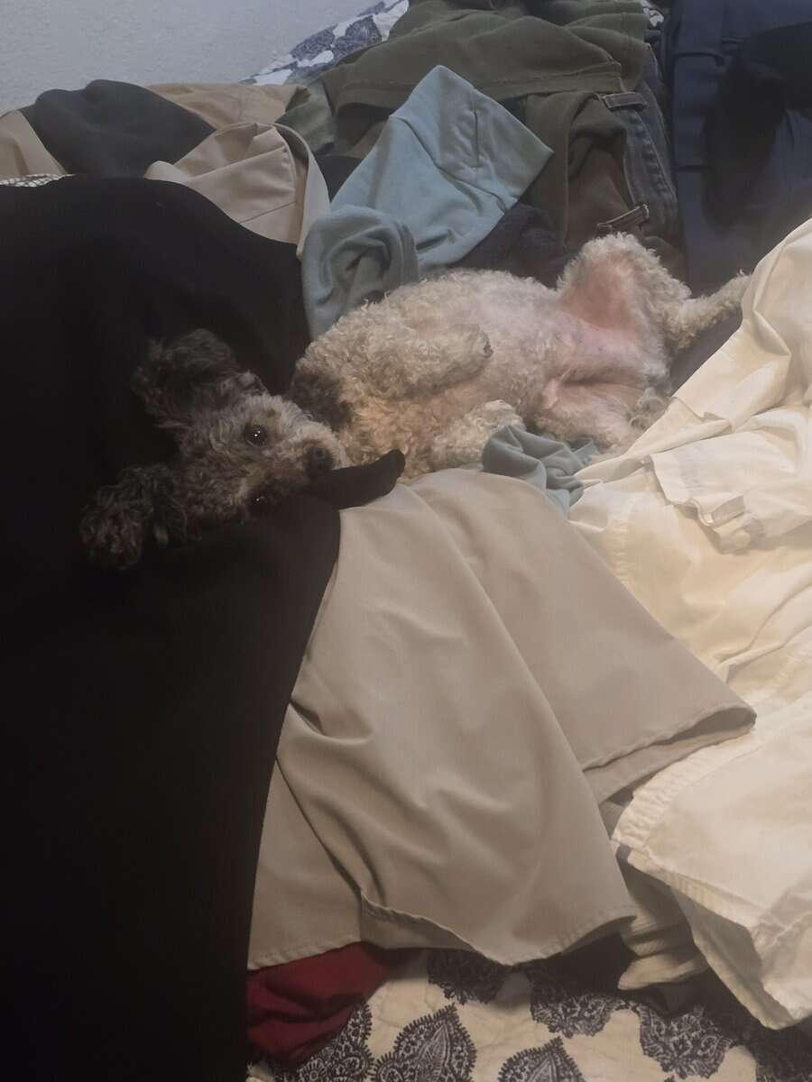 Sweet 8-Year-Old Maltipoo – Potty Trained & Vaccin image 4