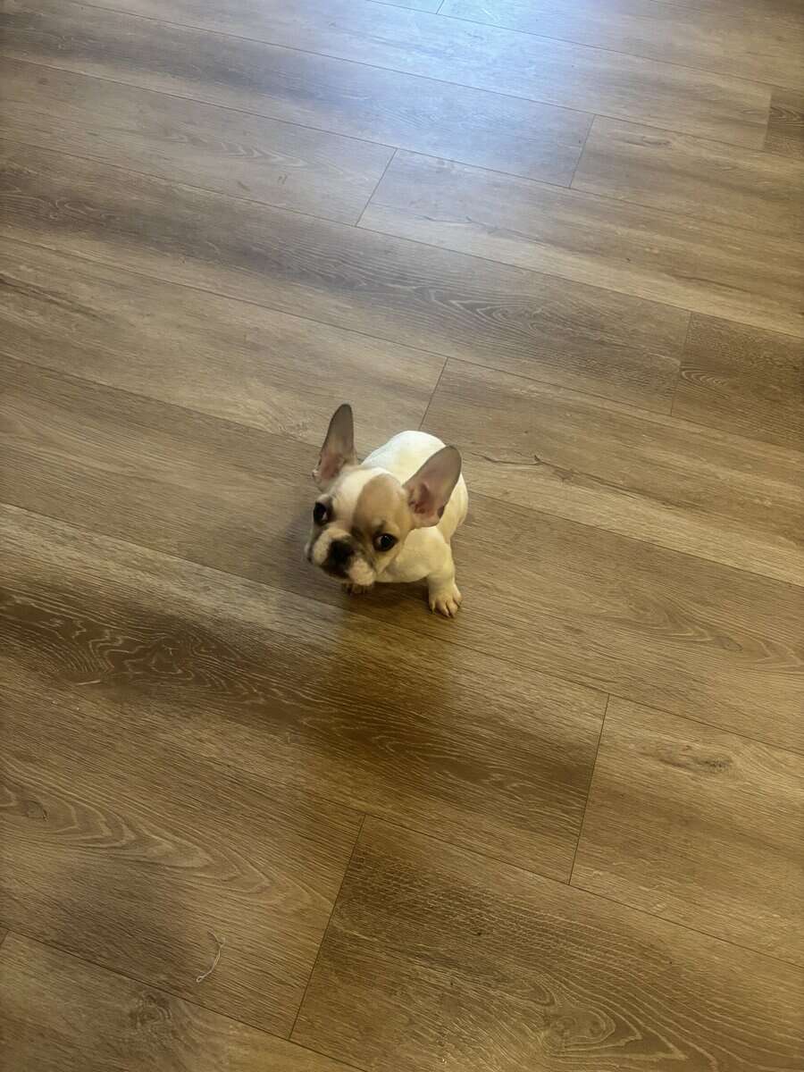 French bulldogs image 2