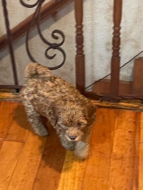 mini labradoodles image 3
