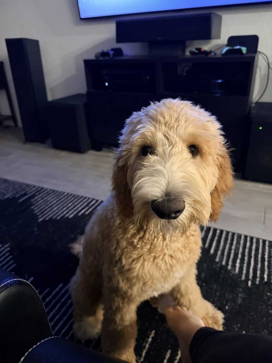 Fully Trained 6 Month Old Goldendoodle Puppy image 5