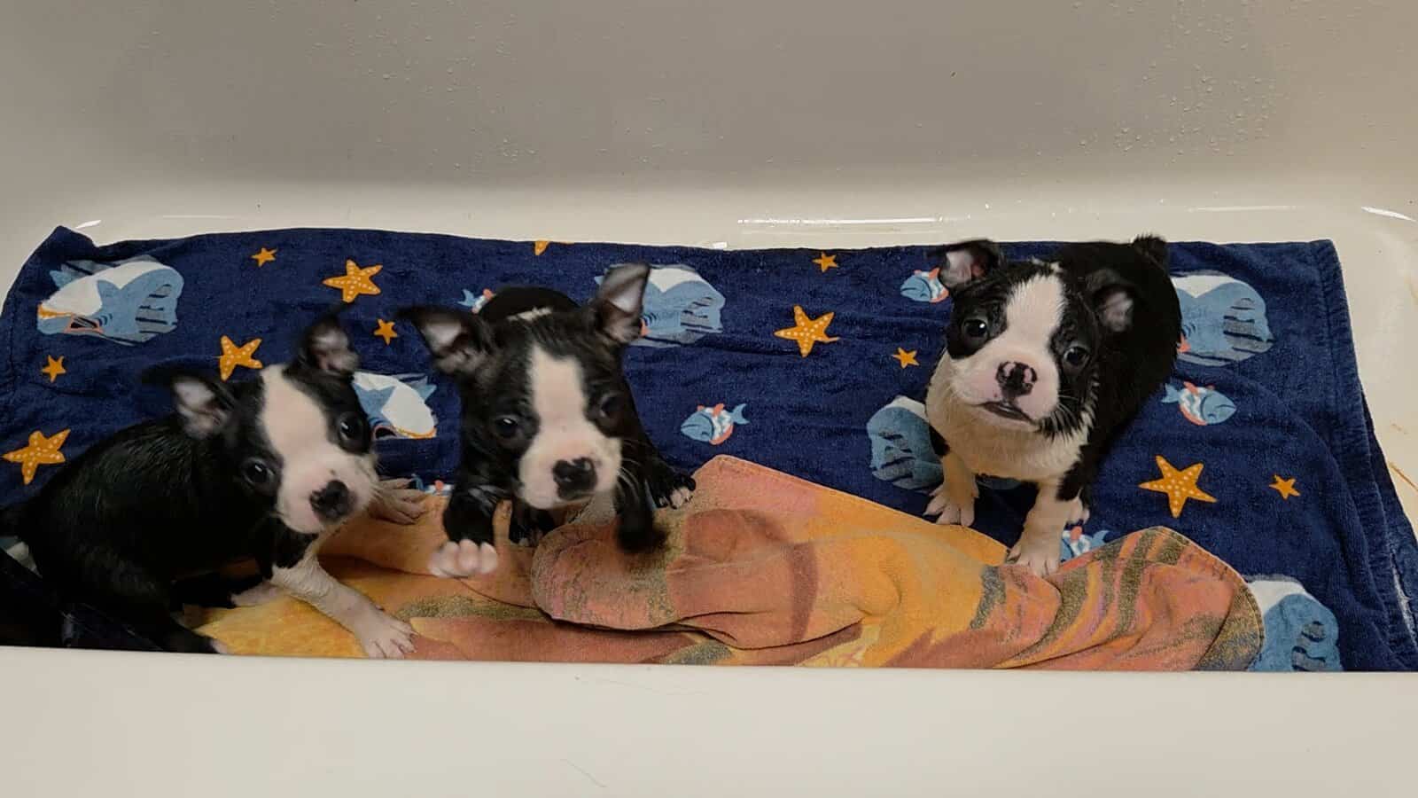 Boston Terrier Puppies image 5