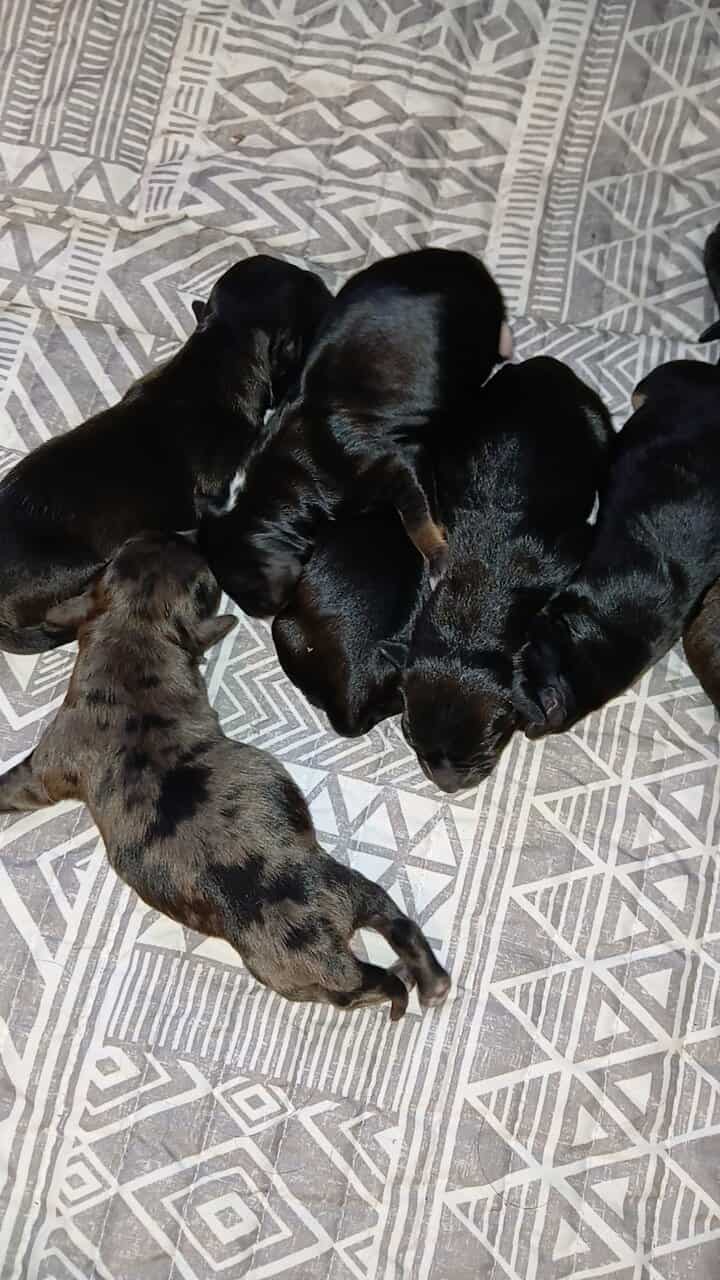 Dachshund / shihzu puppies image 2