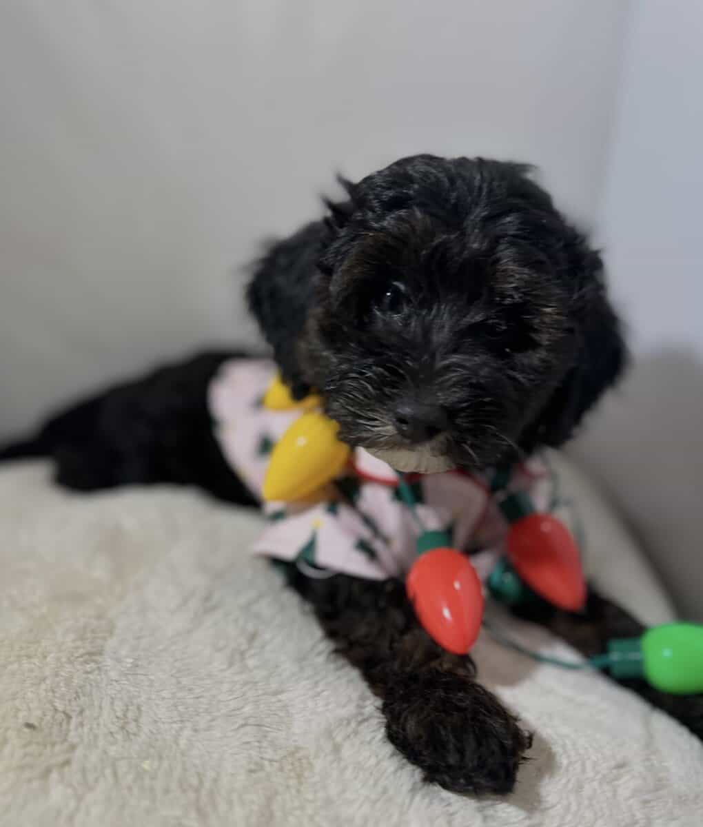 Meet Abbey — The Sweetest Little Girl! 💕🐾 image 2