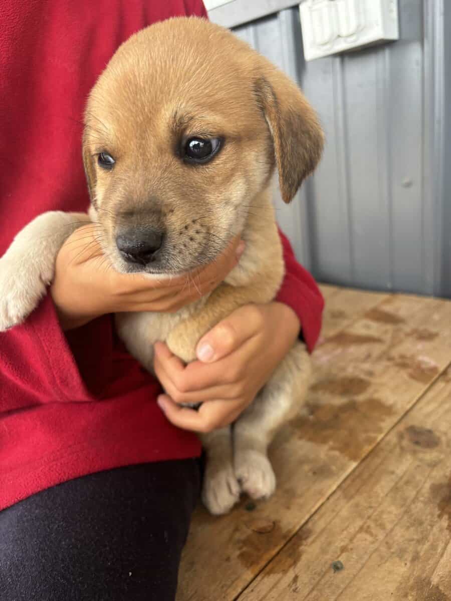 Great Pyrenees x Hound Mix Puppies image 3