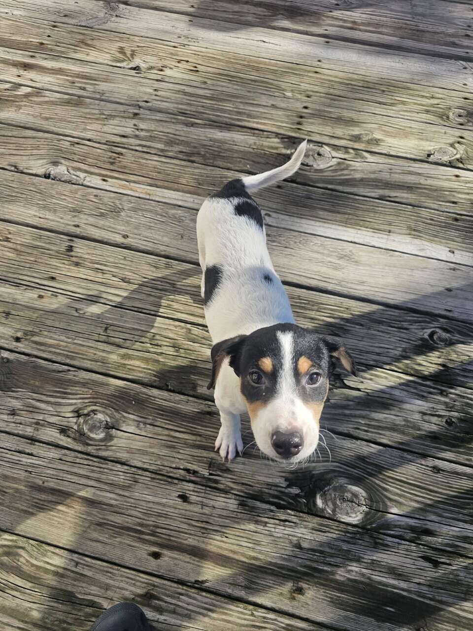 Selling My puppy image 2