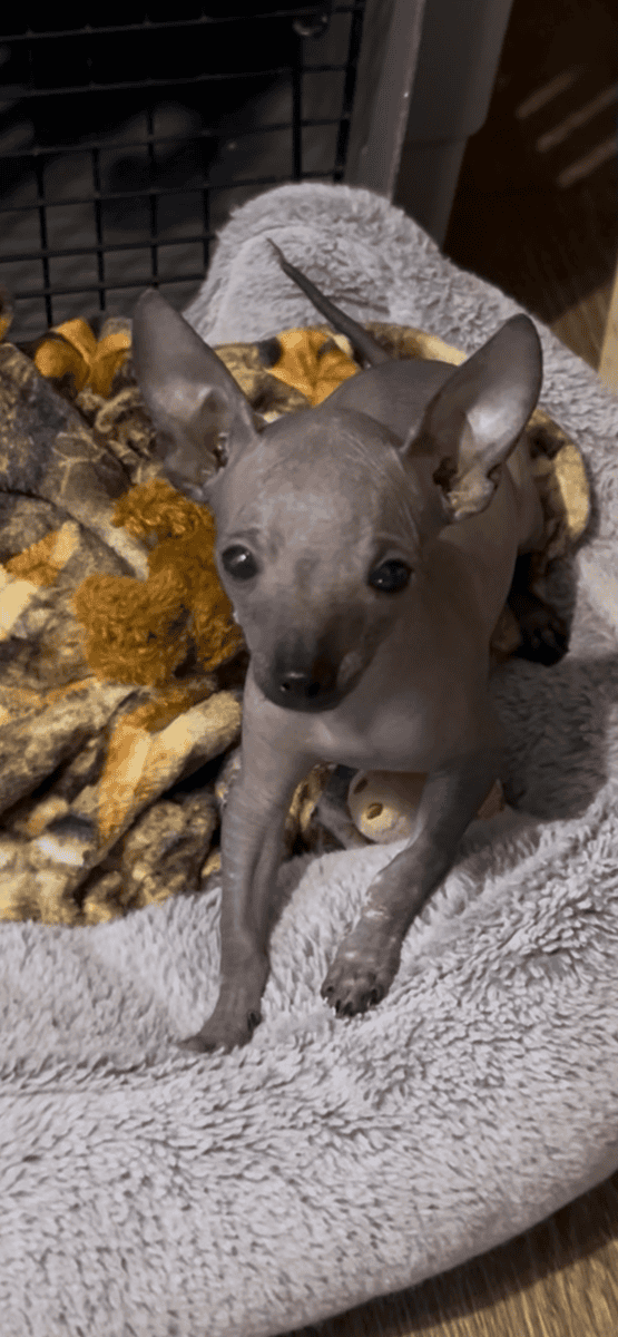 Hairless Chihuahua puppy image 1