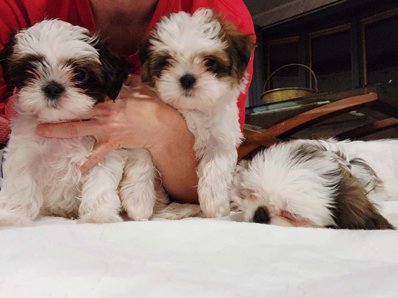 Shih Tzus For Sale image 7
