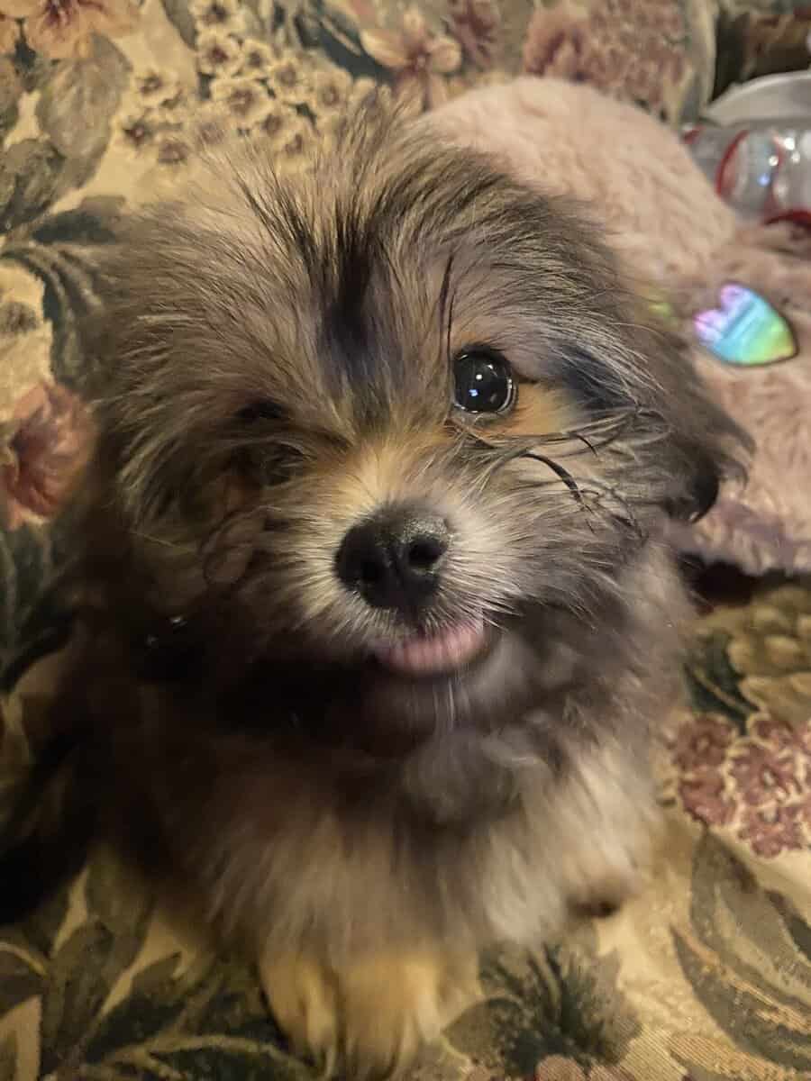 Maltipoo for sale boy image 2