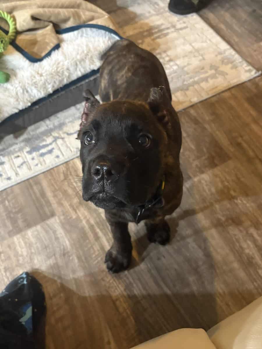 5mo old purebred male Cane Corso image 1
