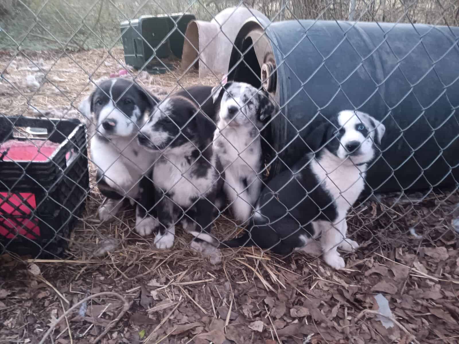 GREAT PYRE-DANE PUPPIES image 13
