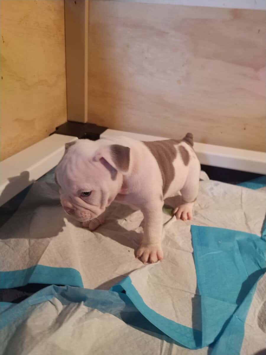 Pocket Bully Puppies • Exotic Colors • Registered image 10