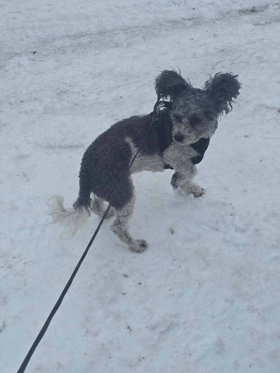 Sweet 8-Year-Old Maltipoo – Potty Trained & Vaccin image 2